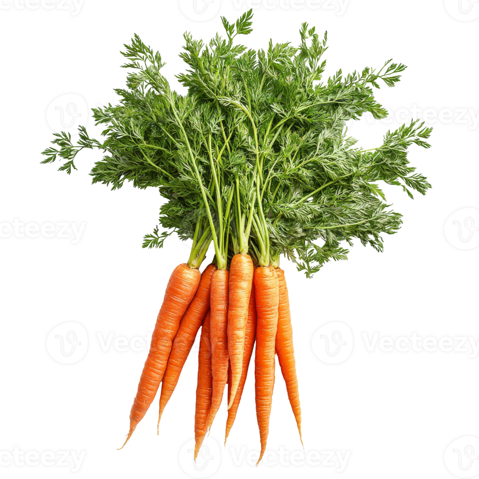 Fresh carrots with green tops displayed png