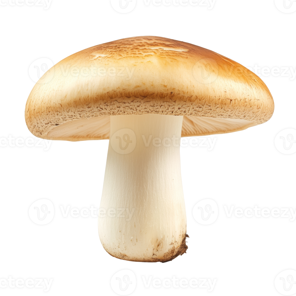 A close view of a fresh edible mushroom on display png