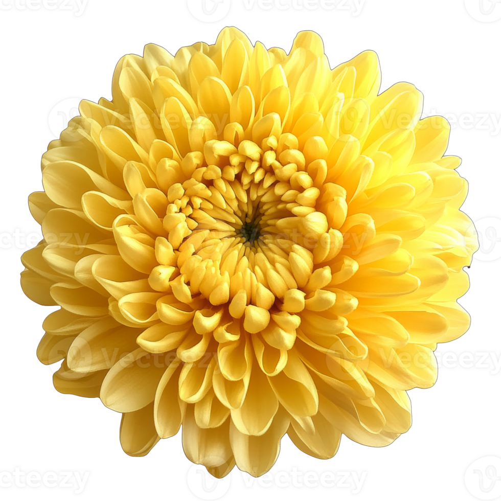 Bright yellow chrysanthemum bloom in close view png