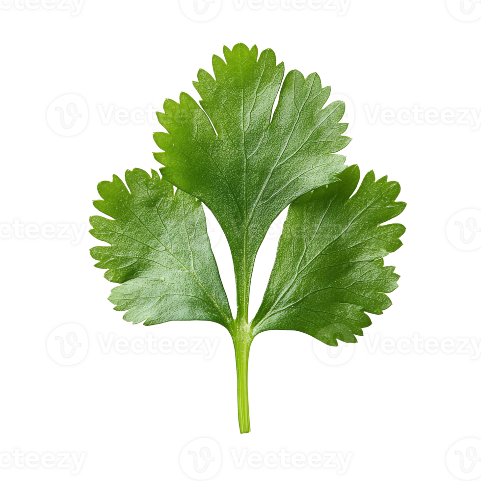 Cilantro leaves ready for cooking png