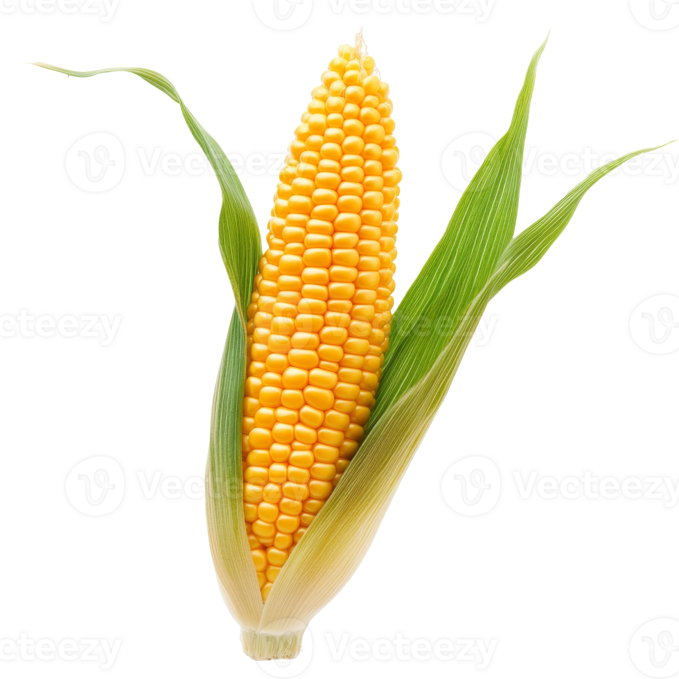 Fresh yellow corn on cob with green husk displayed png