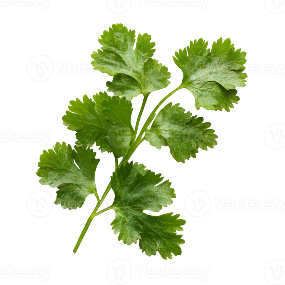 Fresh cilantro leaves isolated on white background png