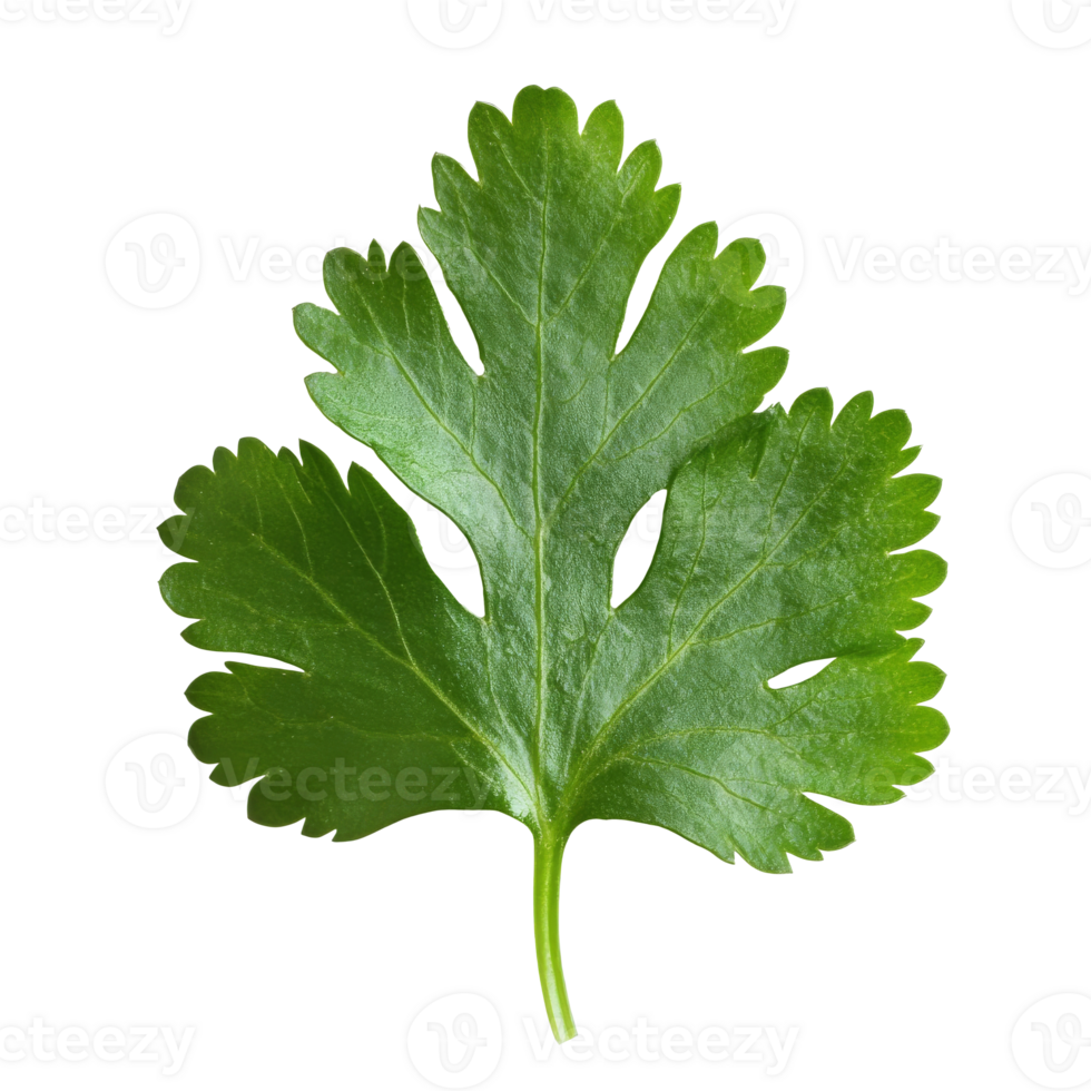 Cilantro leaf on white background png