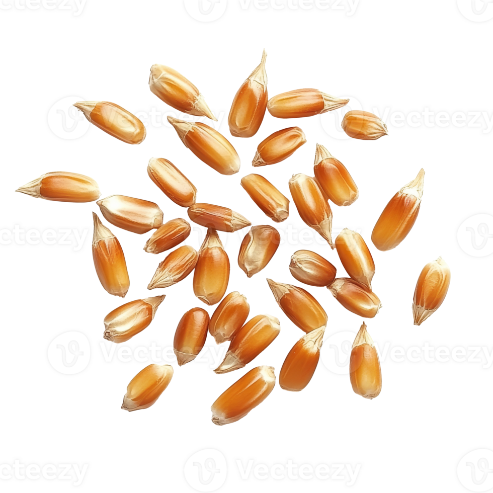 Golden corn kernels on a white backdrop png