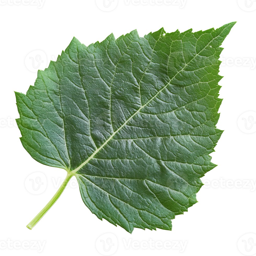 Fresh green leaf presented on a white background png
