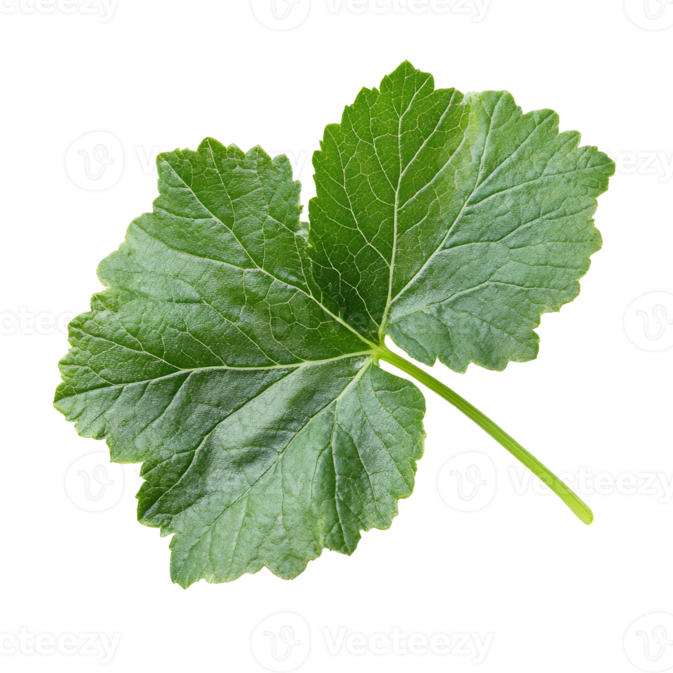 Fresh green herbal leaf on white background png