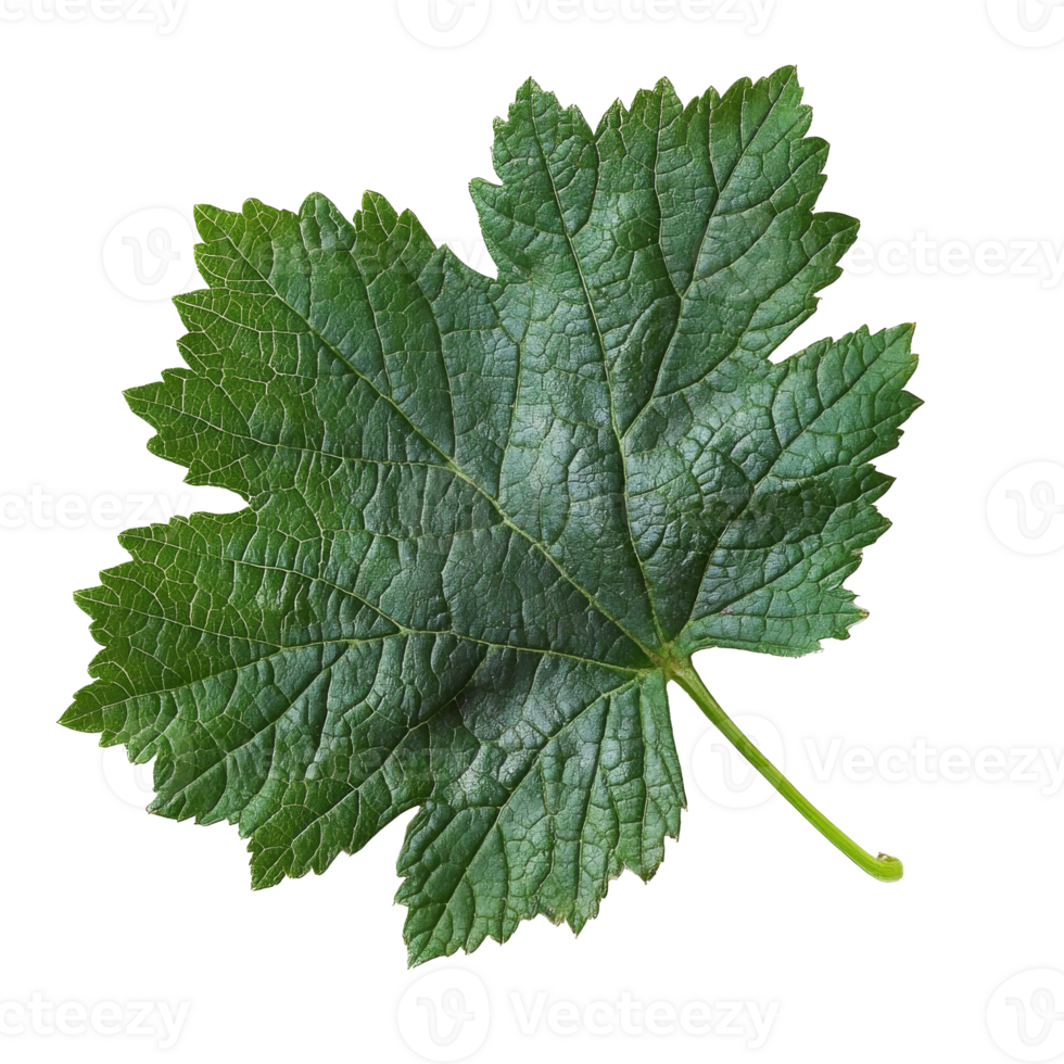 Green vine leaf with intricate texture and shape png