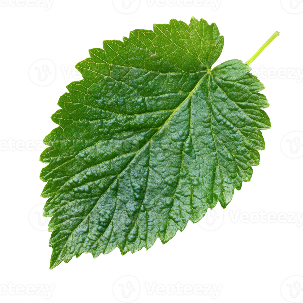 Green leaf texture on white background png