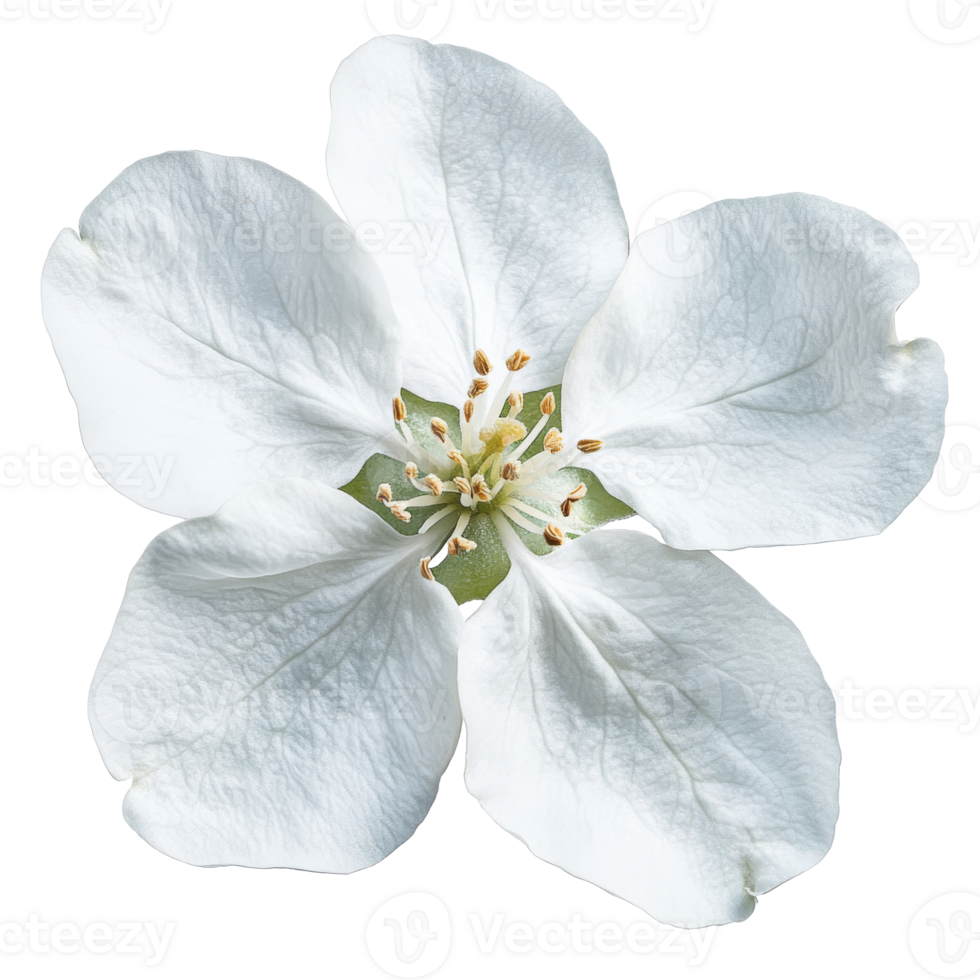 Delicate white flower with intricate details png