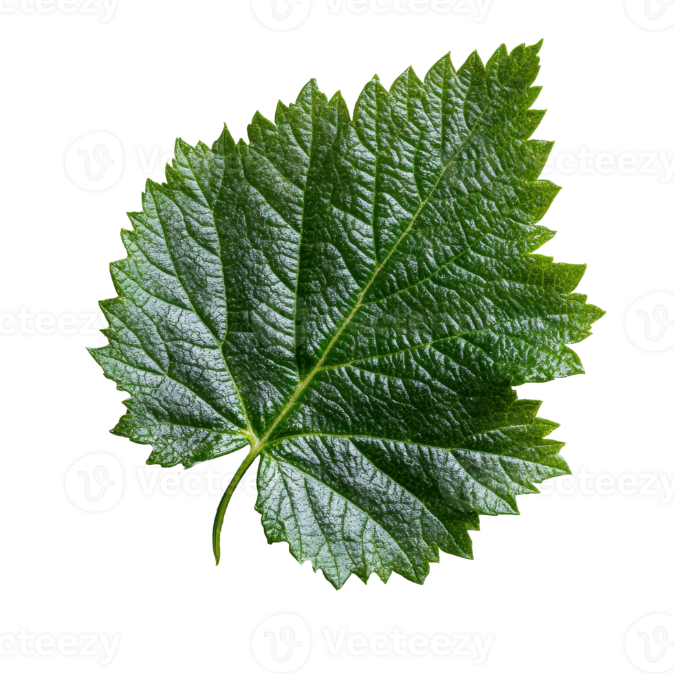 Green grape leaf close up on neutral background png
