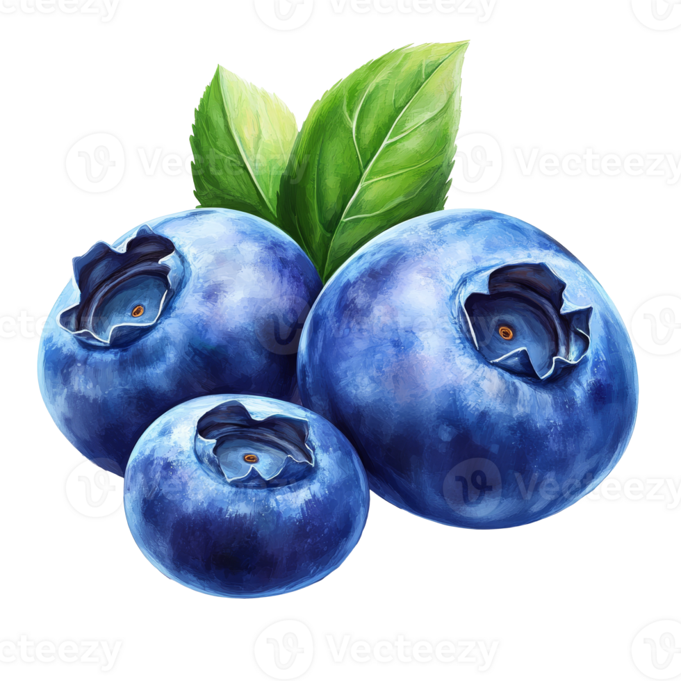 Blueberries with green leaves, white bg png