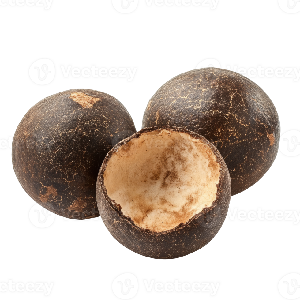Exploratory look at hollow seed pods from nature png