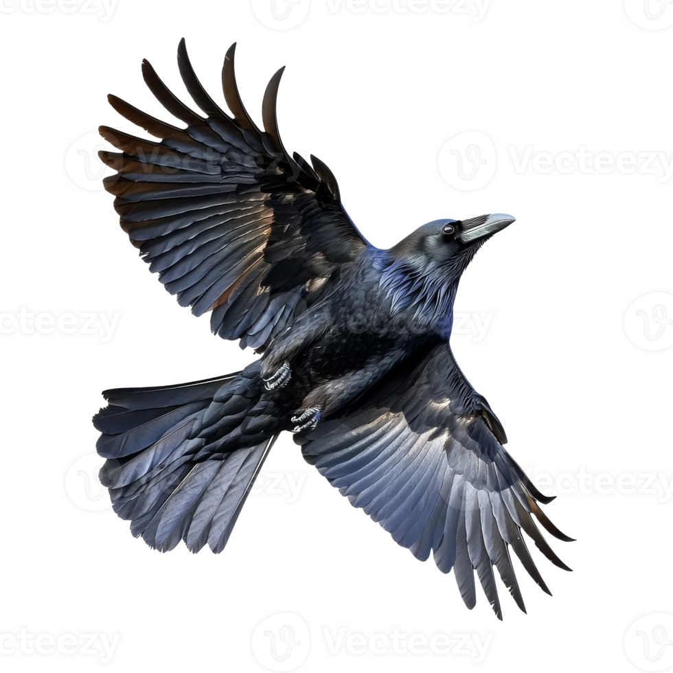 Raven soaring with outstretched wings in flight png