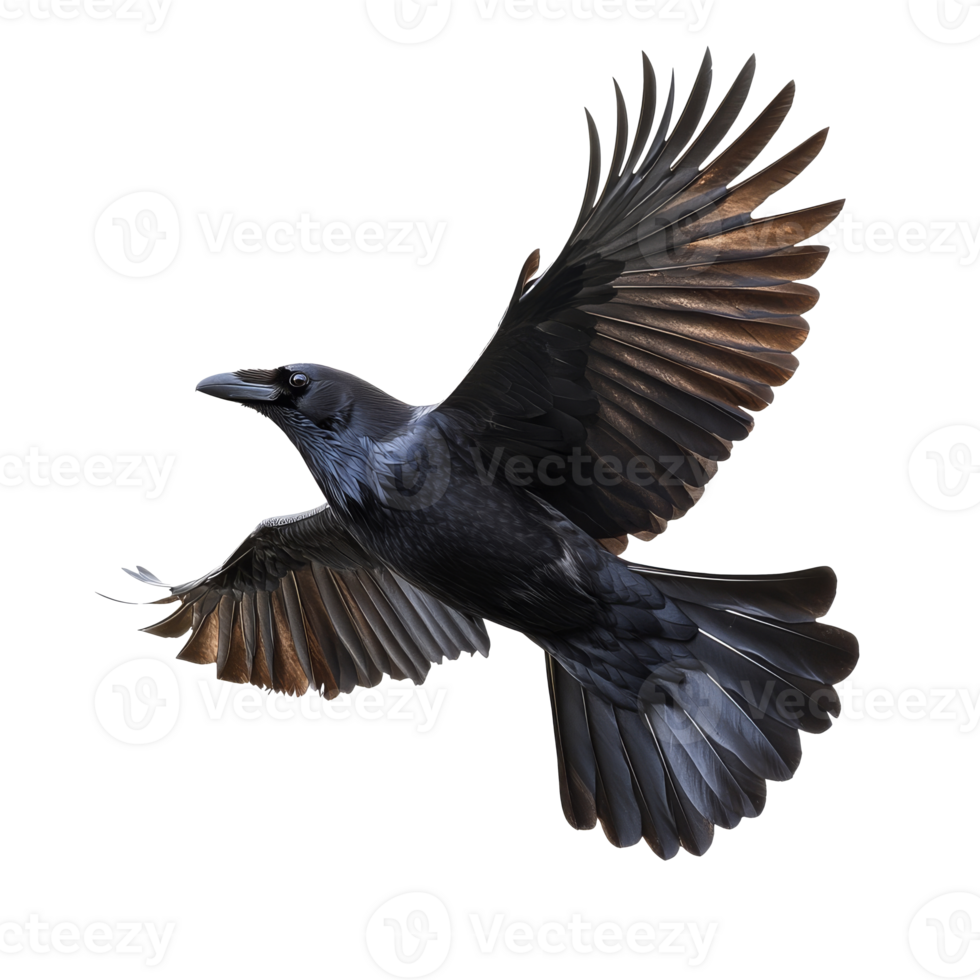 Majestic raven in flight over open space png