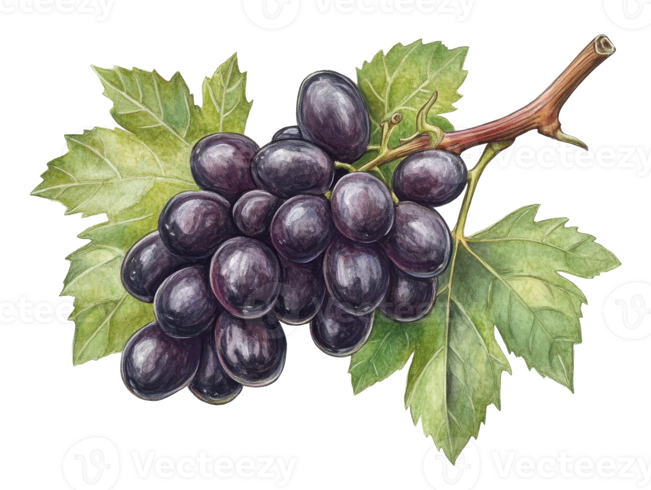 Fresh black grapes on vine with green leaves png