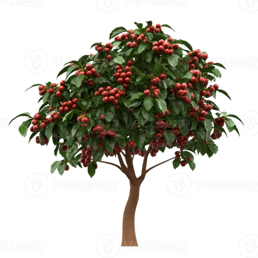 Fruitful tree with abundant red berries in garden png