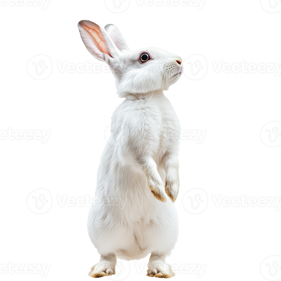 White rabbit standing upright in a neutral space png