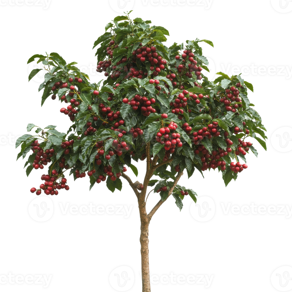 Red cherries grow abundantly on a cherry tree png