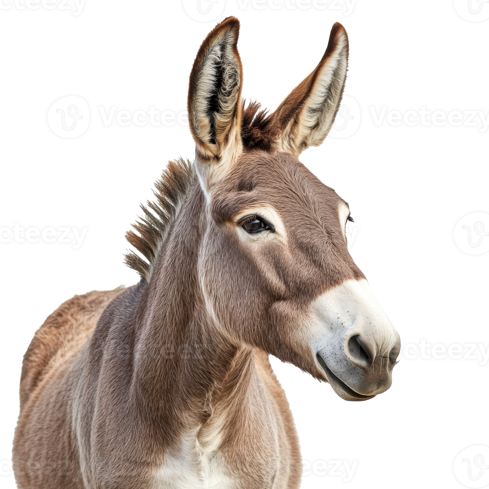 Gentle donkey portrait and features png
