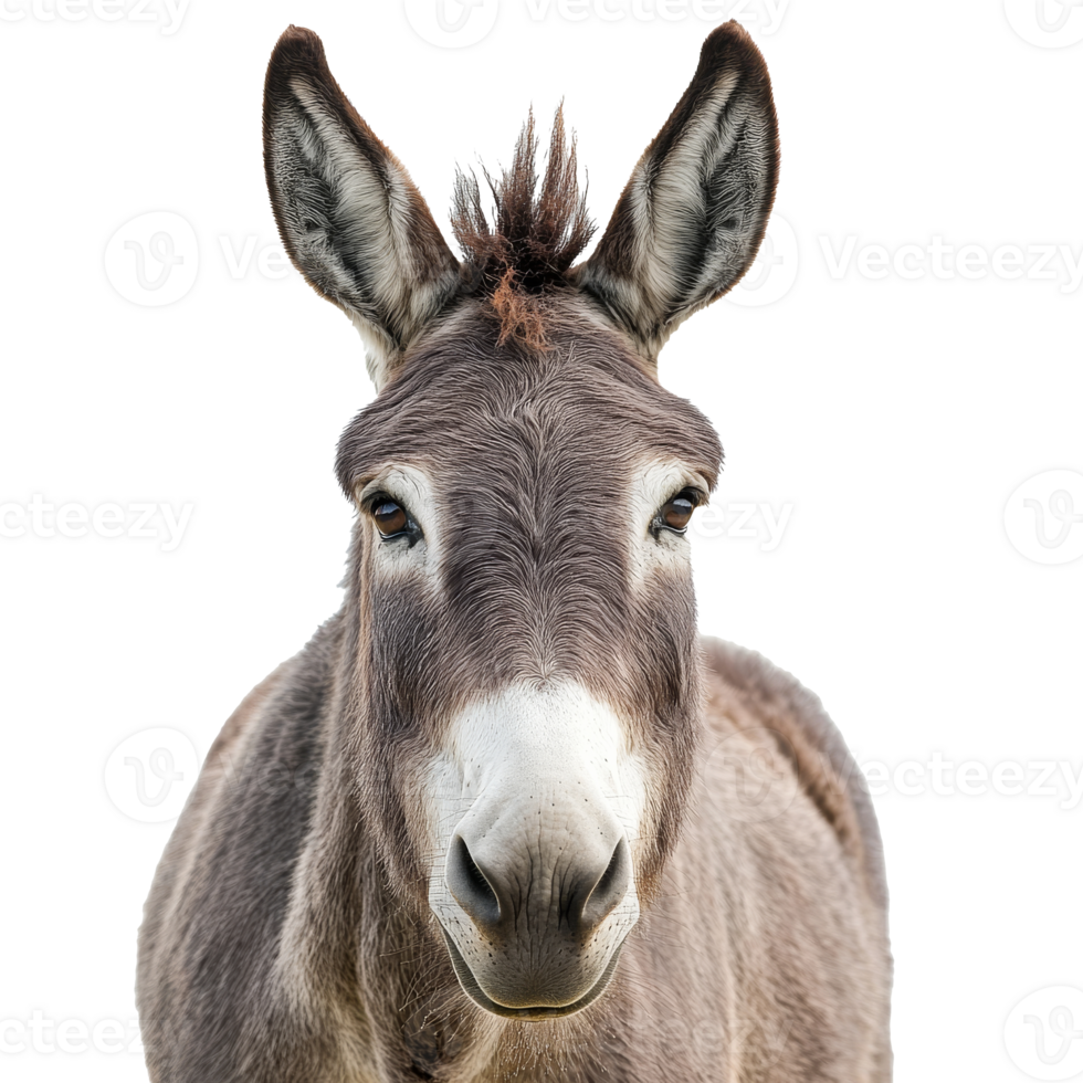 Cute donkey stands against plain background png