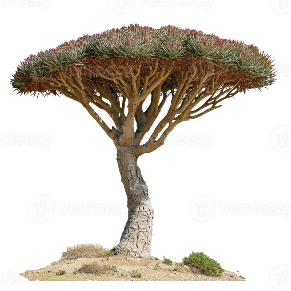 Unique dragon blood tree in arid landscape png