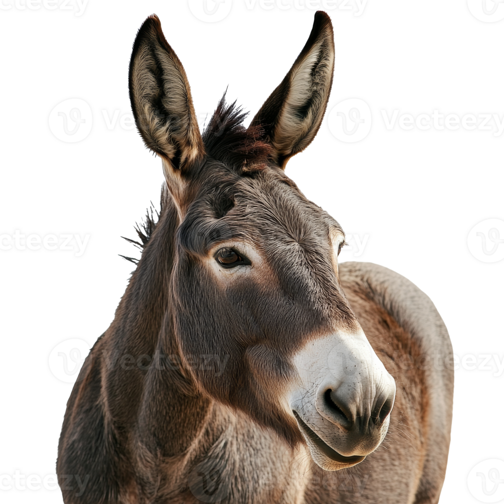 Donkey with expressive eyes in a neutral backdrop png