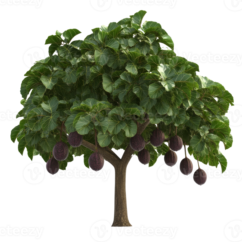Unique fruit tree with large dark fruits in nature png