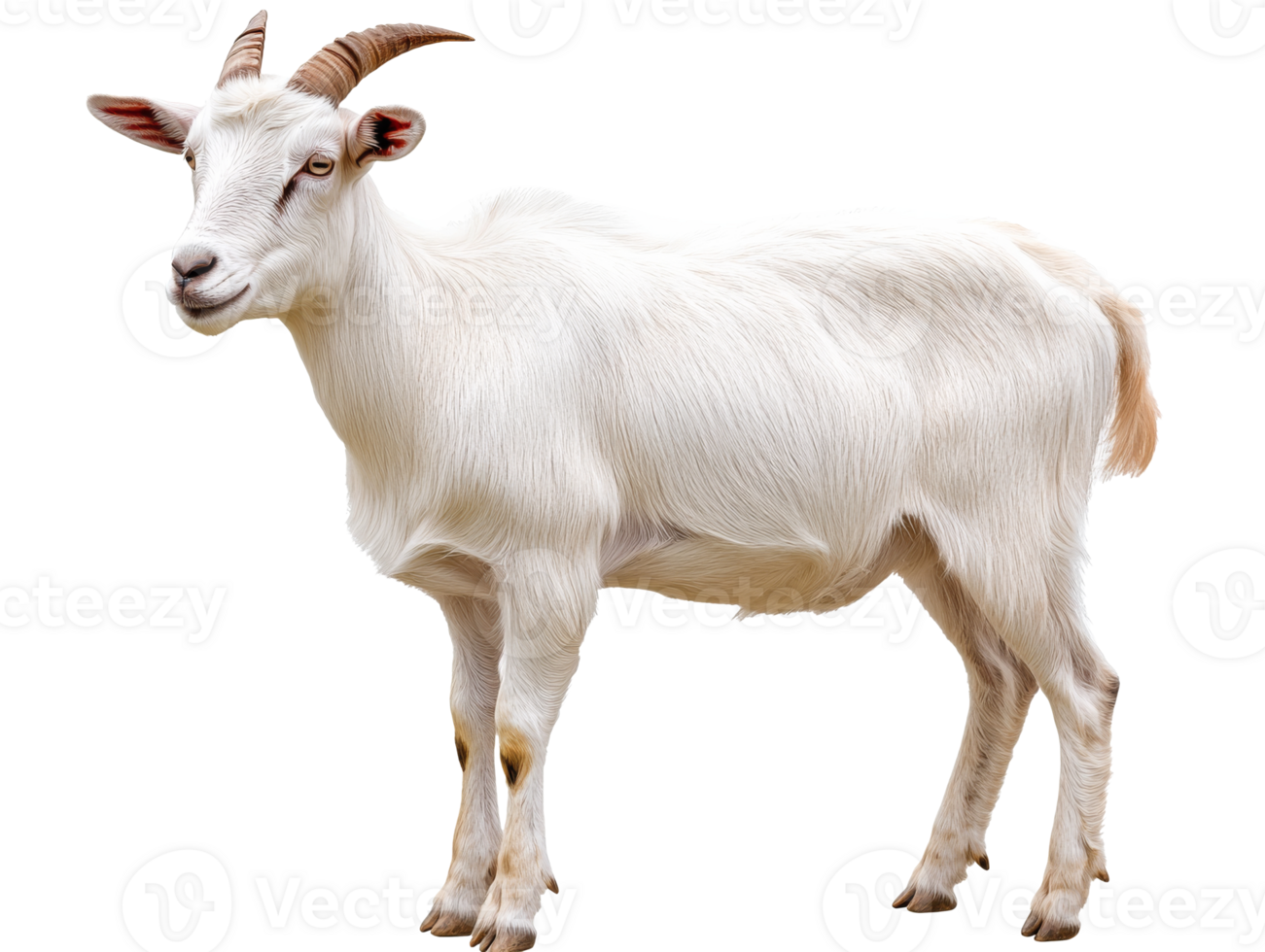 Goat standing in a natural setting during daytime png