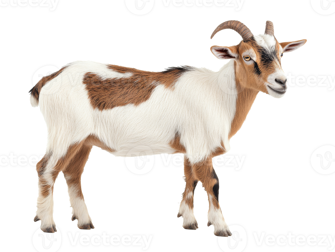 Goat standing in a neutral setting with unique fur png