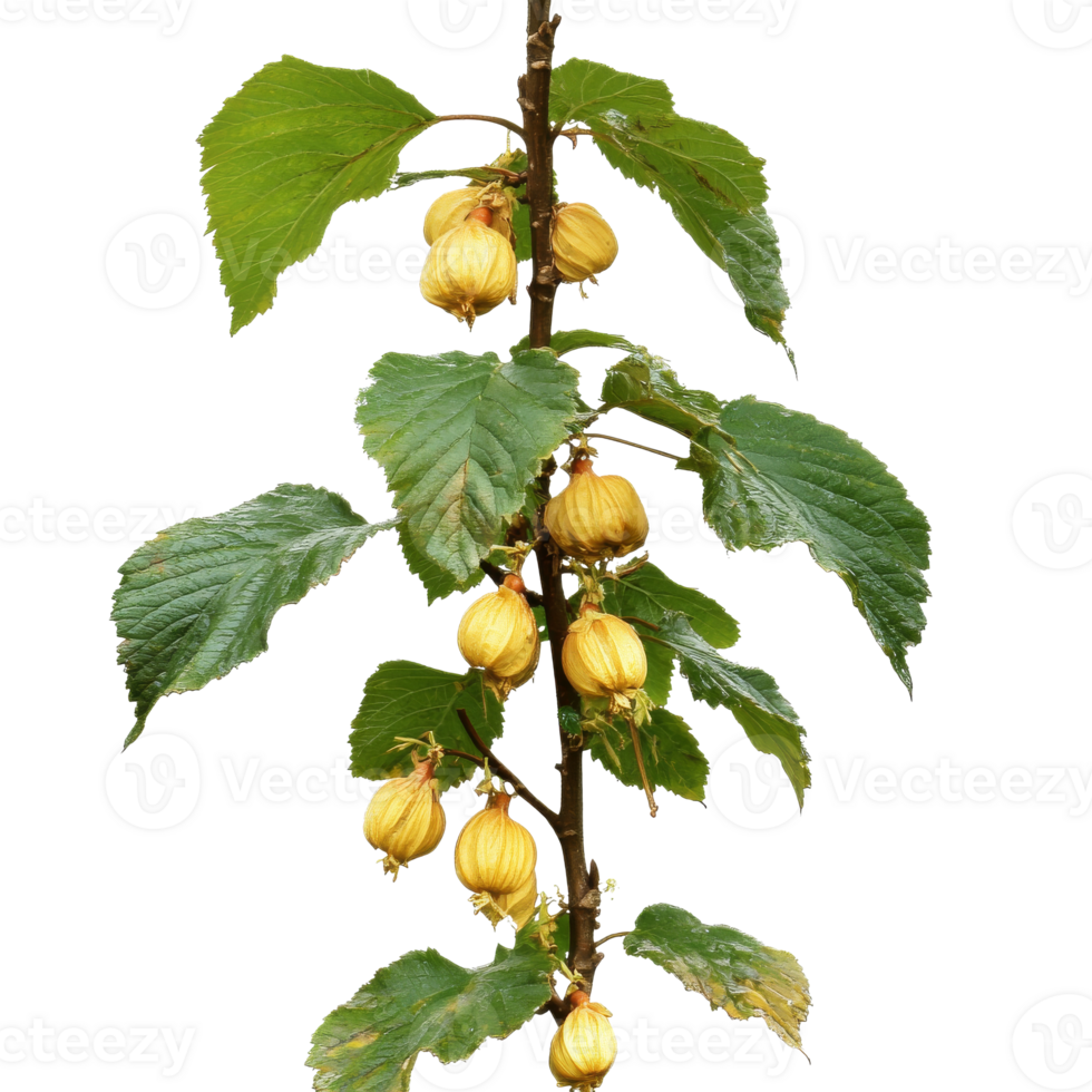 Hazelnut tree branch with ripe nuts and leaves png
