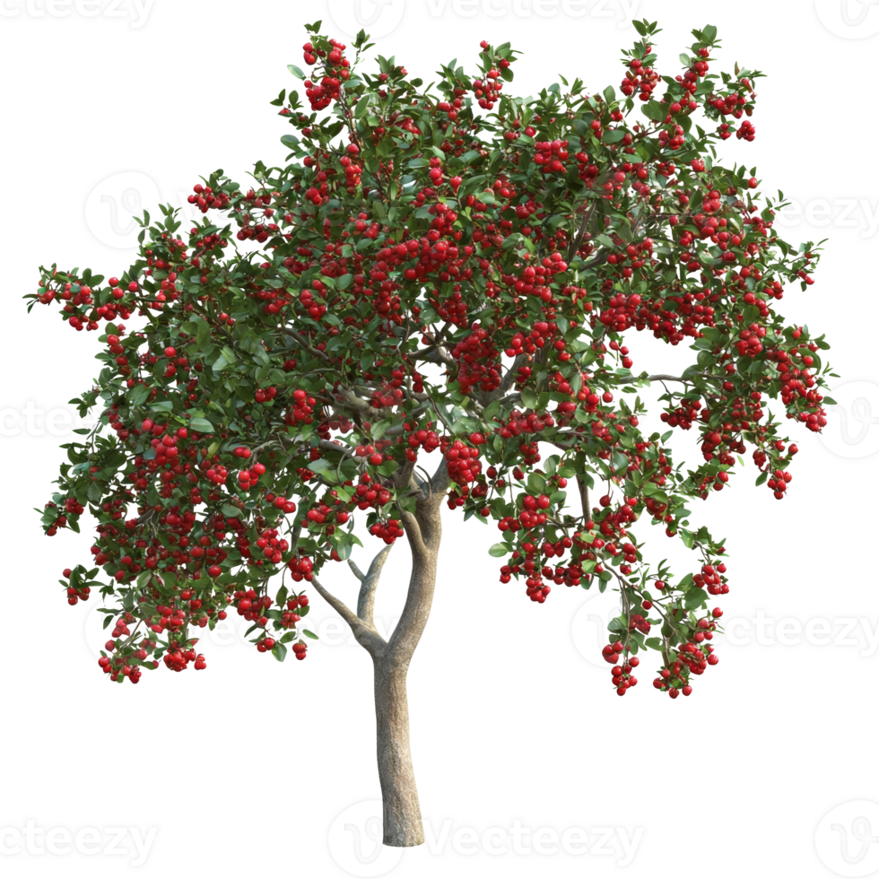 Vibrant apple tree with ripe red fruit png