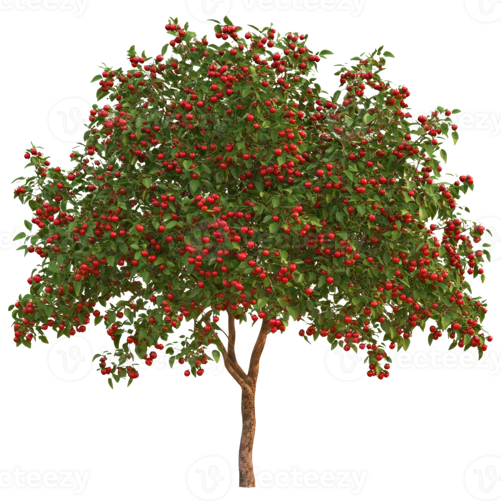 Vibrant apple tree in full fruit during autumn png