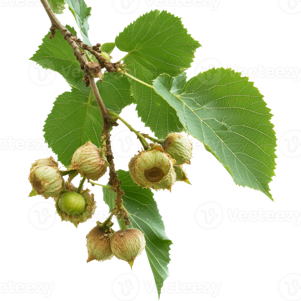 Cluster of hazelnuts growing on a branch png
