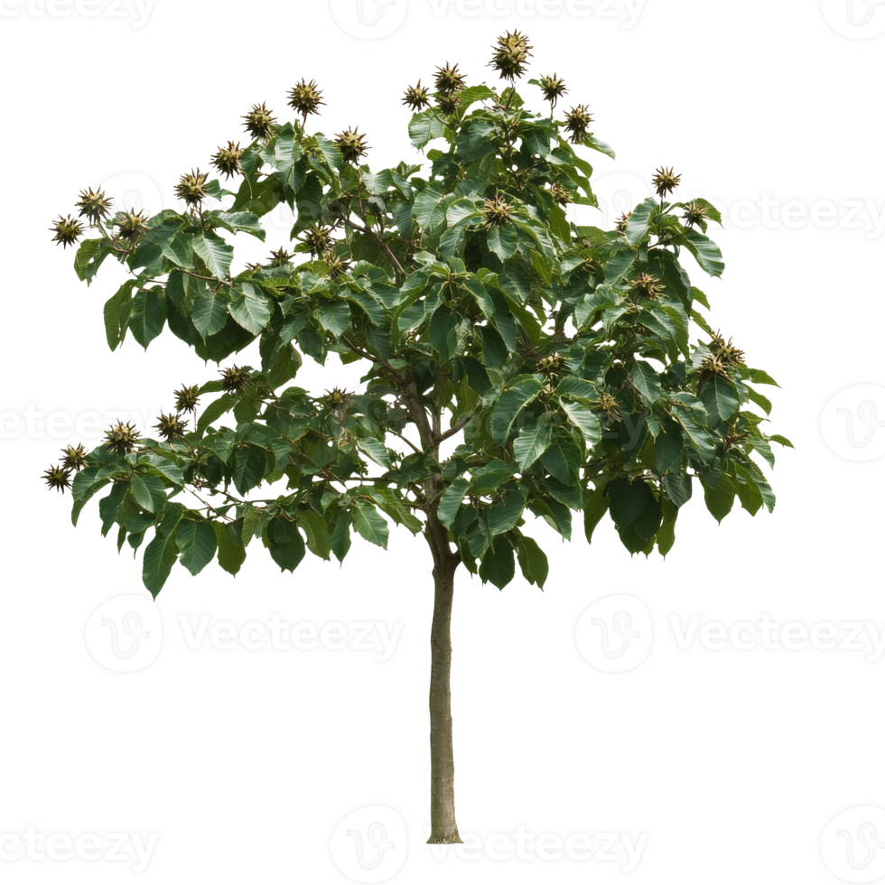 Beautiful chestnut tree with flowers in spring png