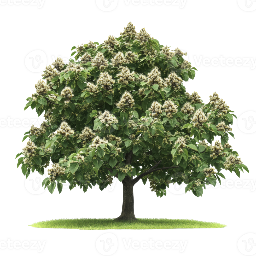 Blooming tree with white flowers in a grassy area png