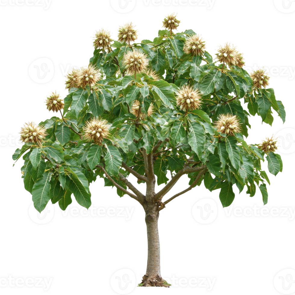 Tree with flowering blooms in bright green foliage png