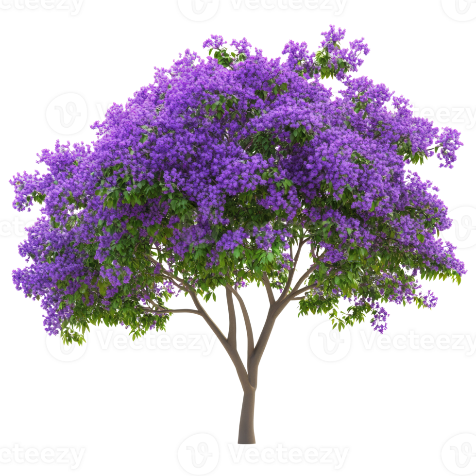Purple flowering tree in spring png