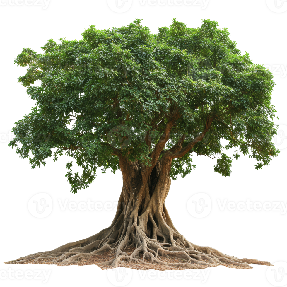 Tall tree with deep roots and green leaves png