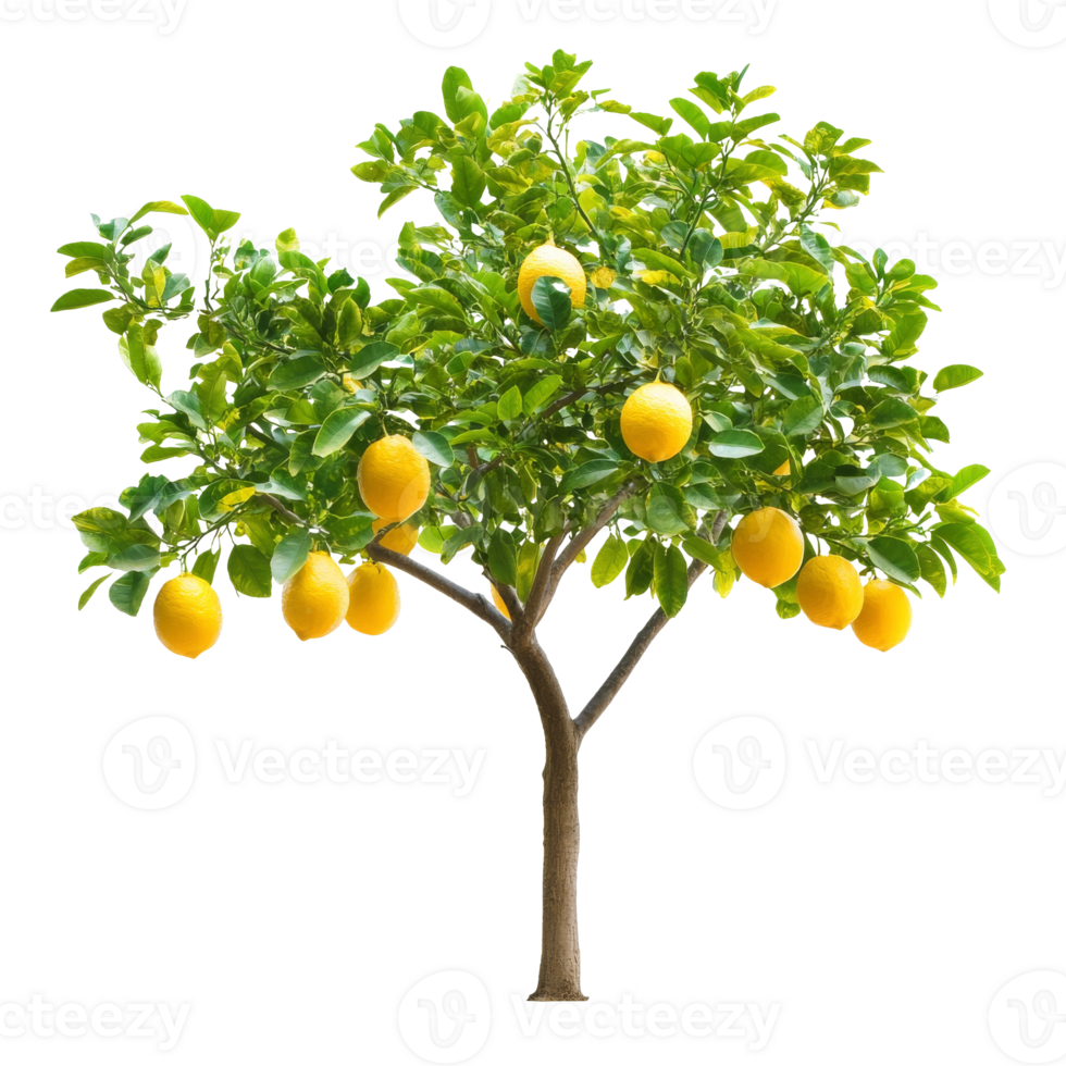 Lemon tree with ripe fruit ready for harvest png