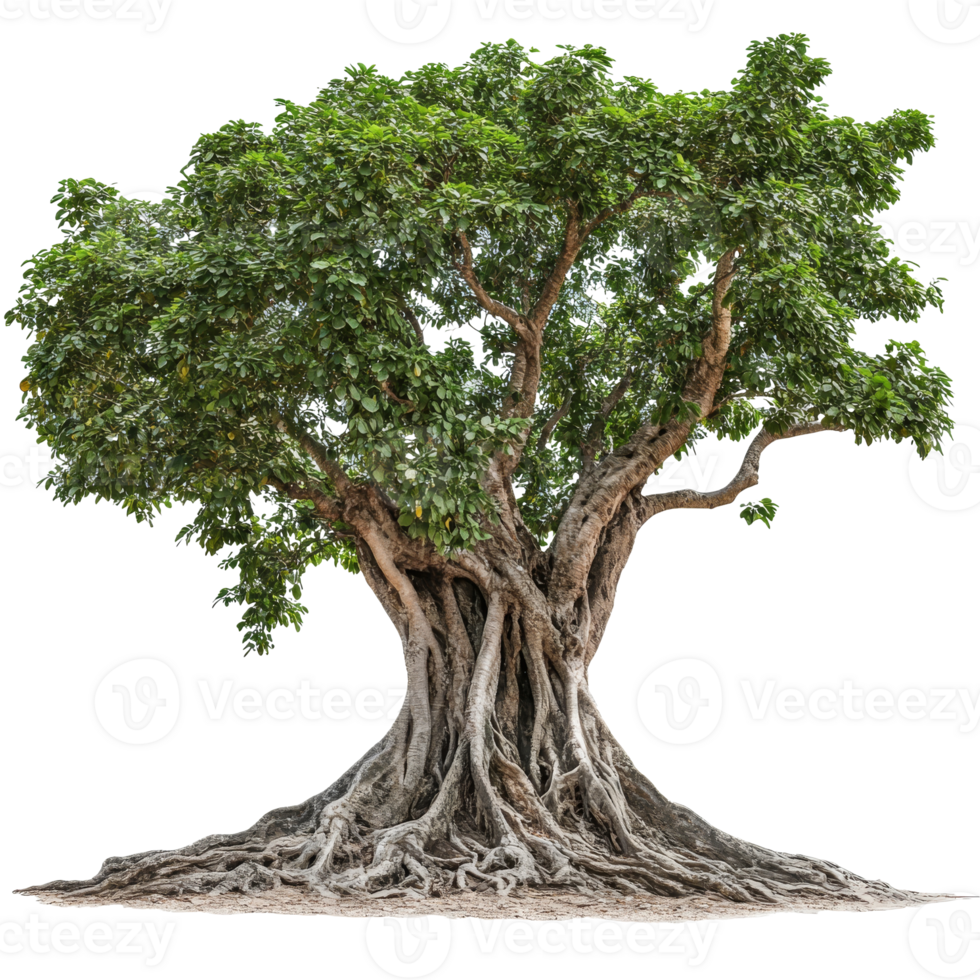 Majestic tree with vast roots and leaves png