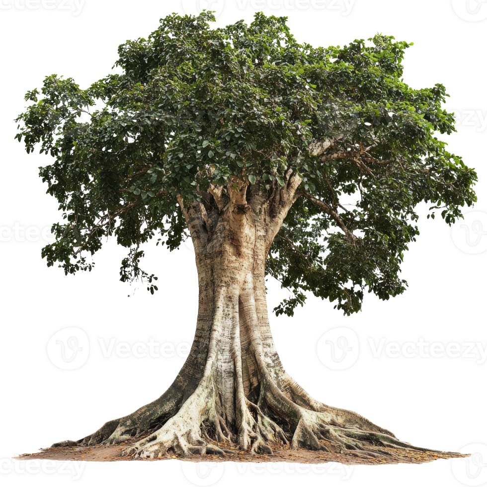Large leafy tree with deep roots in sun png