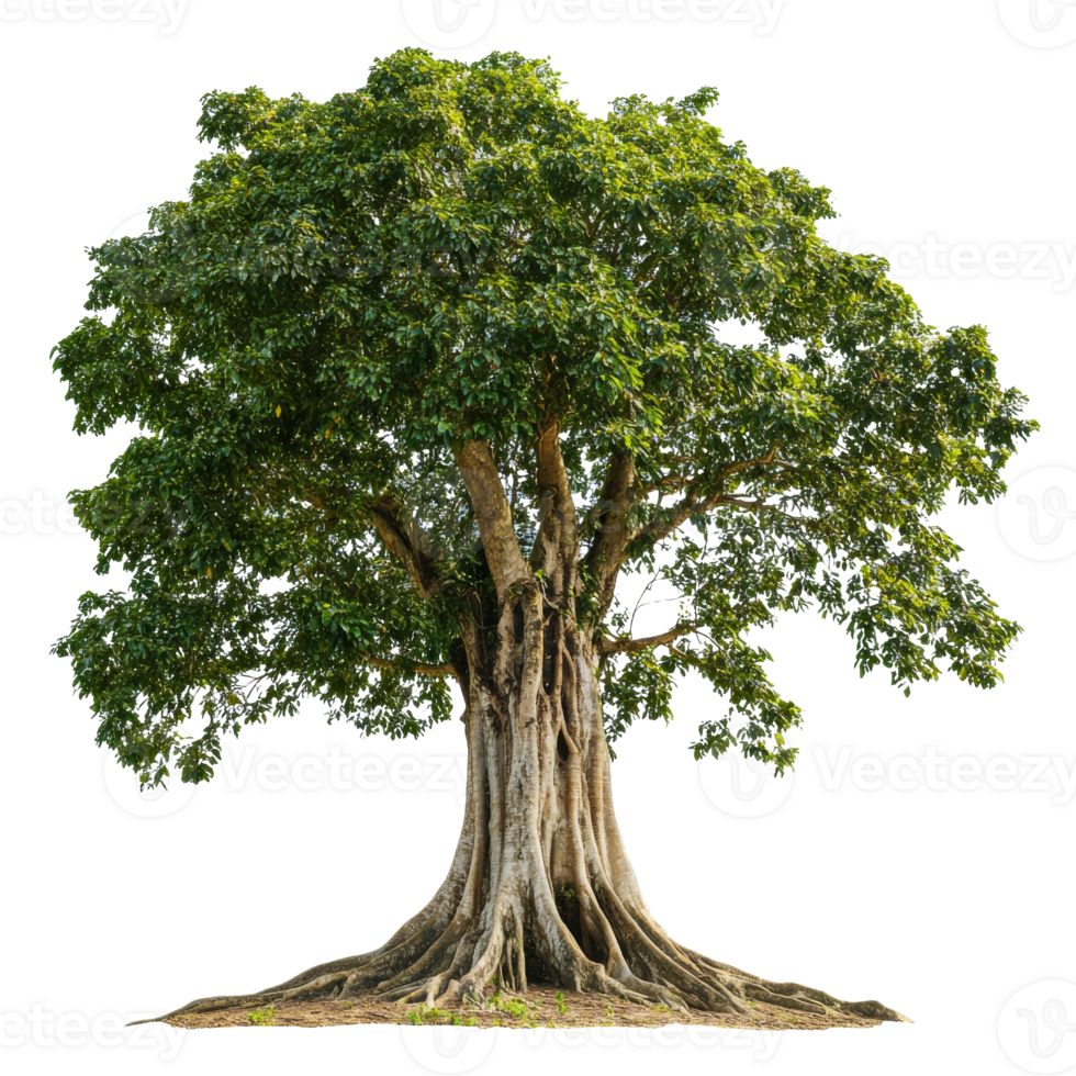 Large tree with thick trunk and lush foliage png