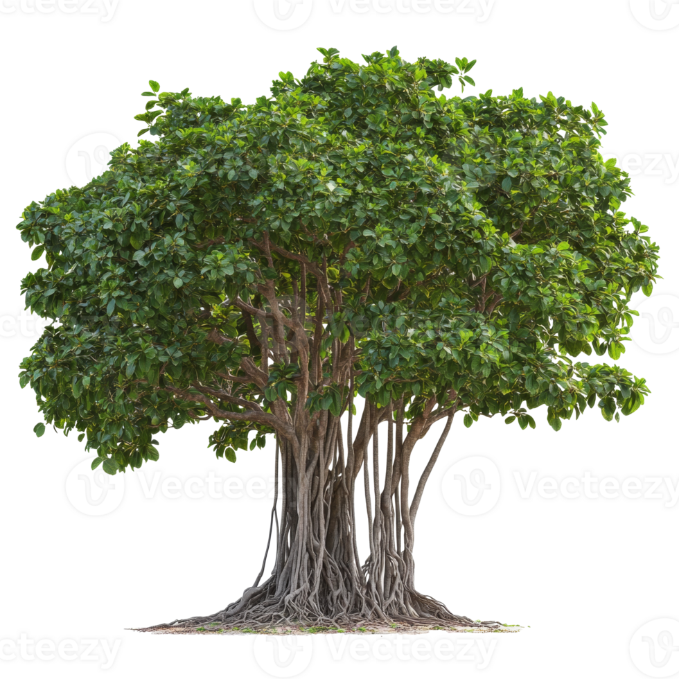 Lush banyan tree with extensive roots and foliage png