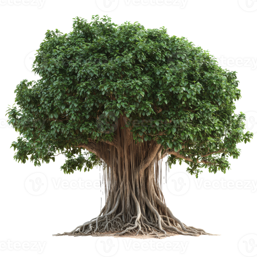 Large leafy tree with complex roots png