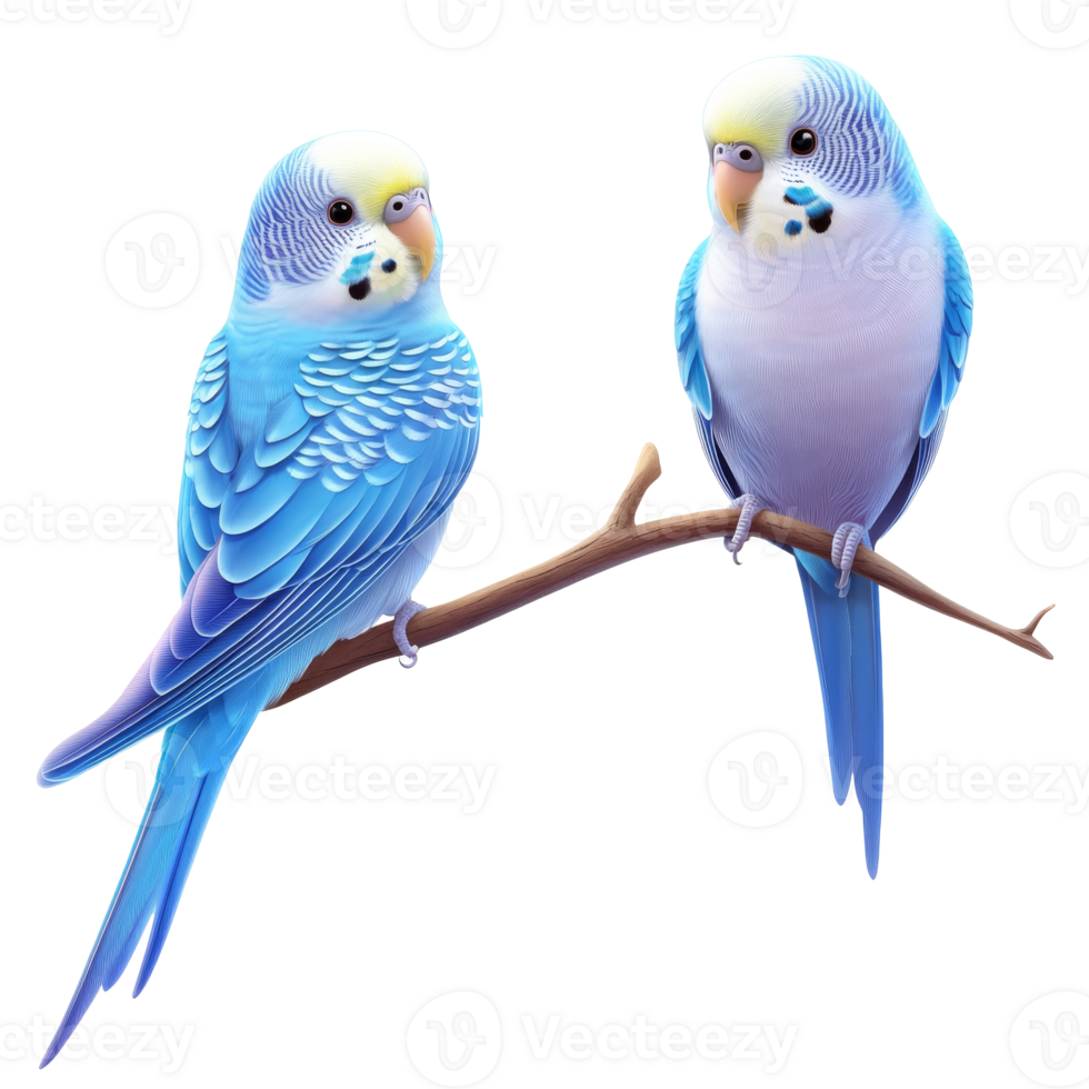Budgerigars perched on a branch in bright colors png