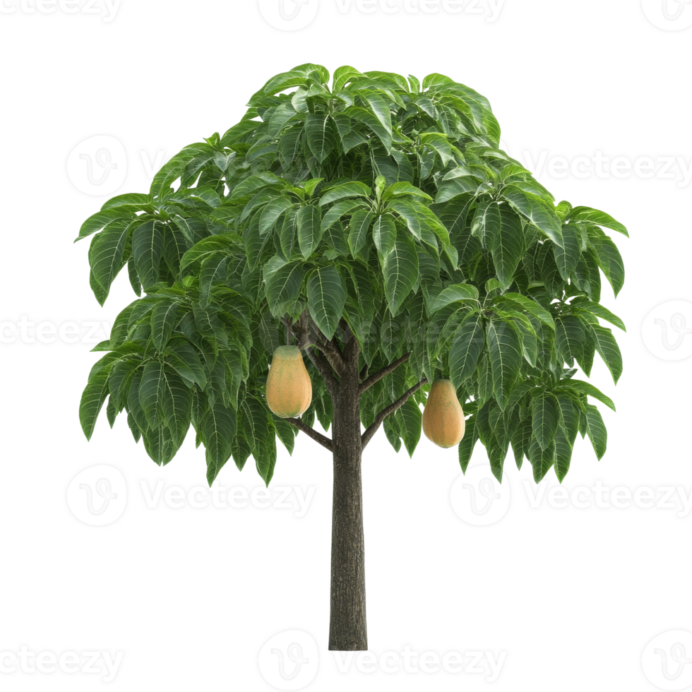 Fruit tree with ripe pears ready for harvest png