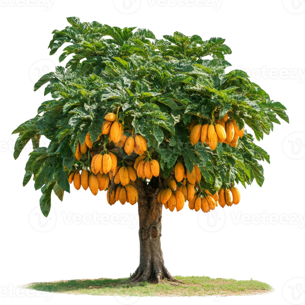 Ripe yellow fruits on a sunny tree png