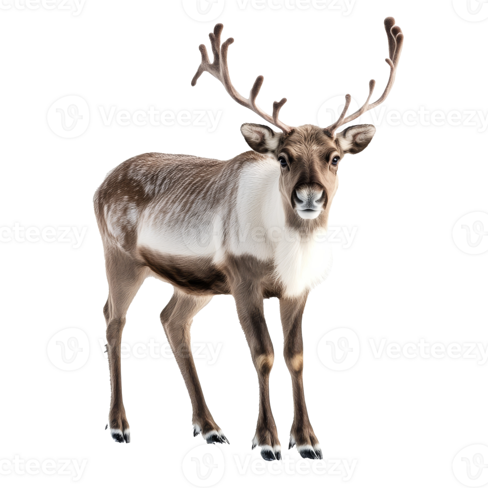 Reindeer standing on white background in winter png