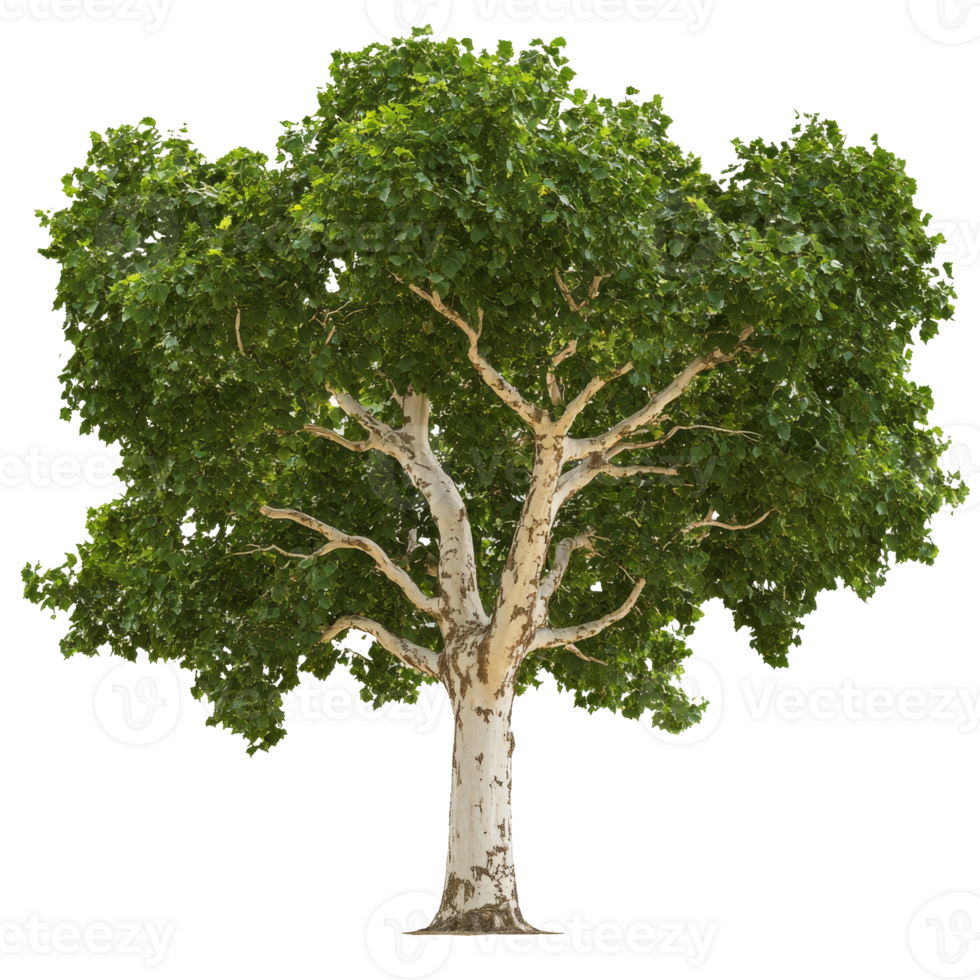 Tall green tree with white bark and dense foliage png