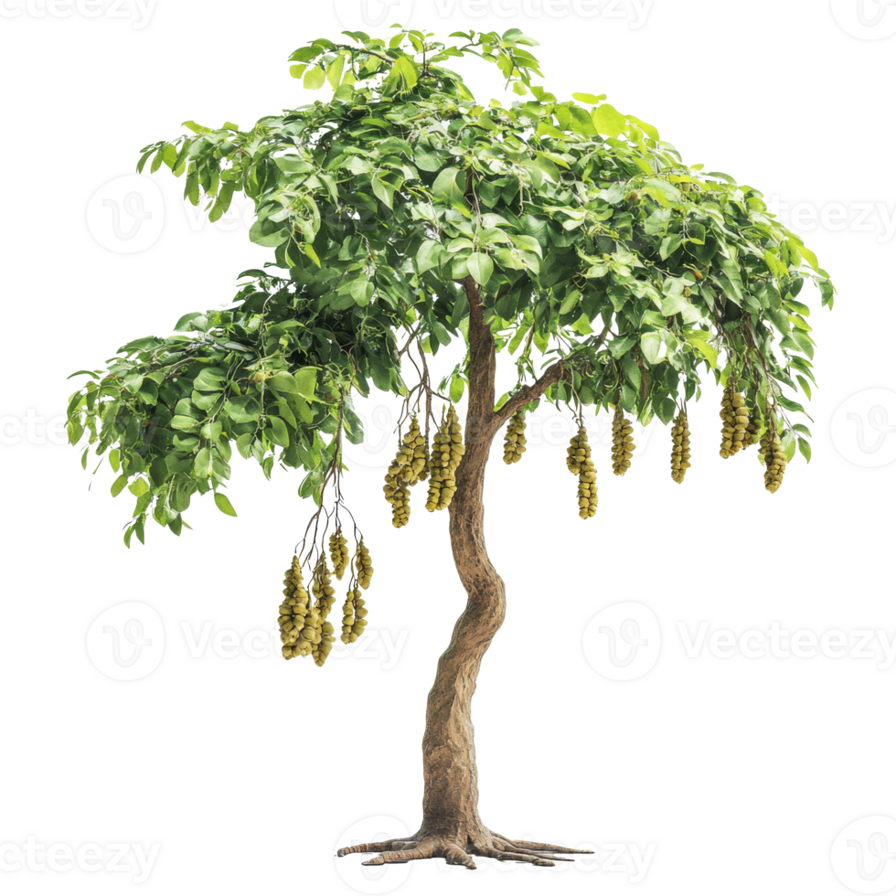 Beautiful green tree with hanging fruit in nature png